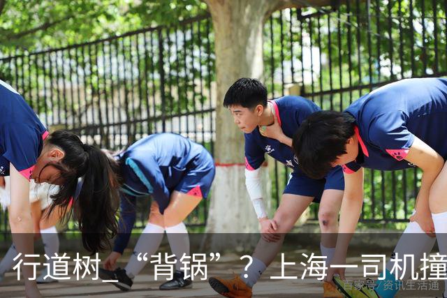 行道树 “背锅”？上海一司机撞树后主张树木全责，结果来了